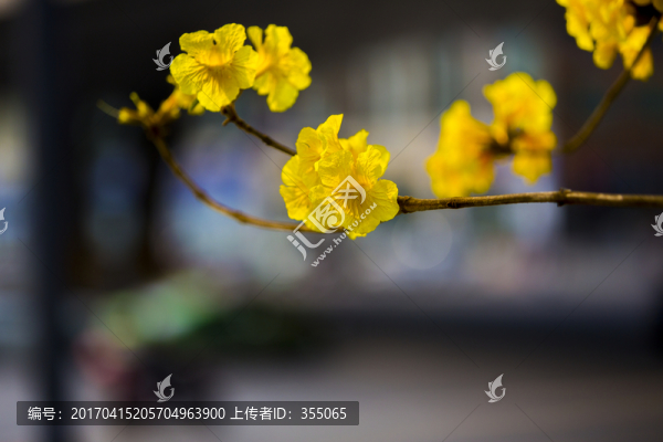 黃絲風(fēng)鈴
