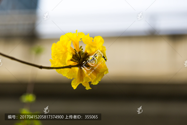 黃絲風(fēng)鈴