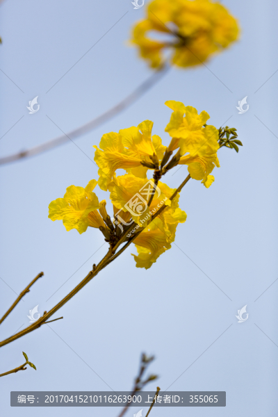 黃絲風(fēng)鈴