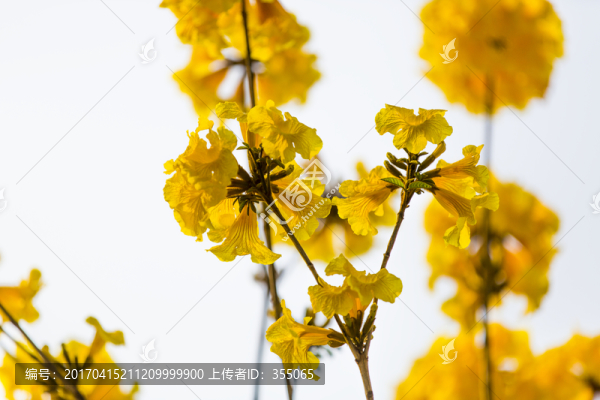 黃絲風(fēng)鈴
