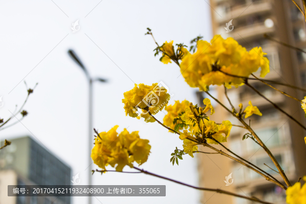黃絲風(fēng)鈴
