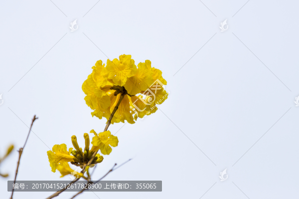 黃絲風鈴