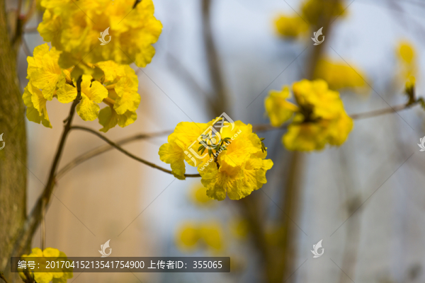 黃絲風鈴