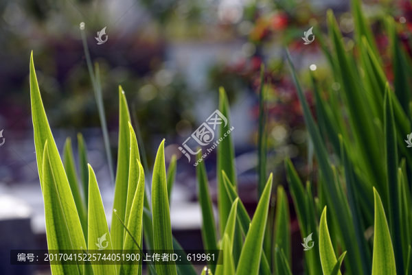 綠葉背景