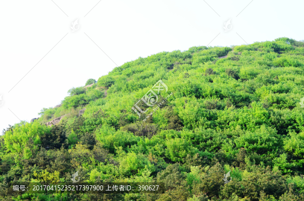 山林植被