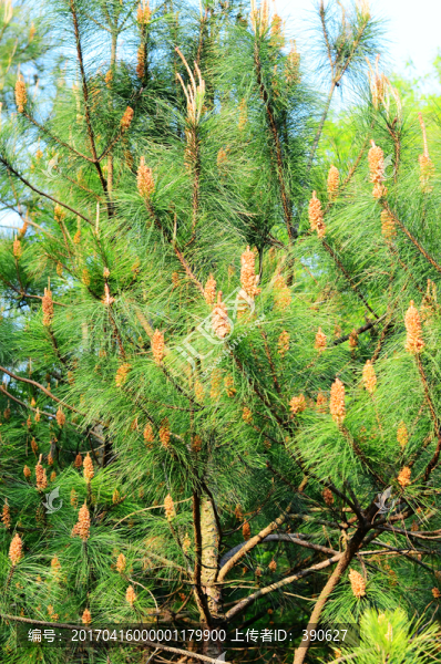 樹枝樹木樹林