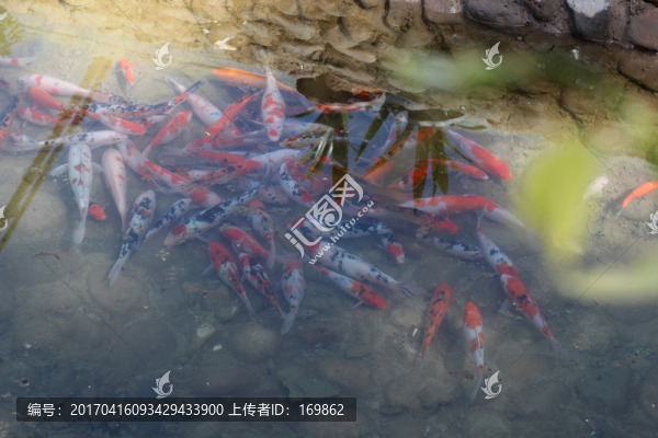 魚(yú)