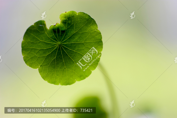 金錢草