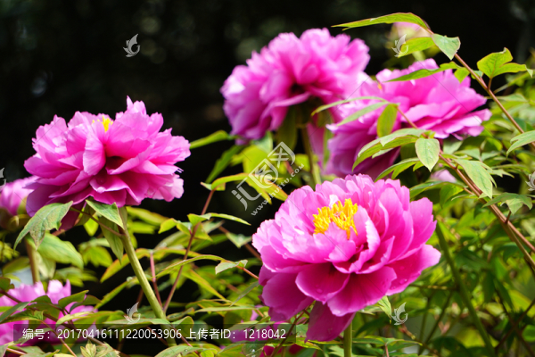 花卉