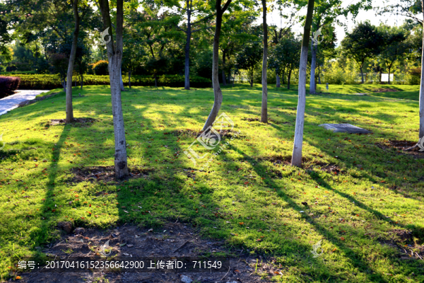 陽光樹林草坪