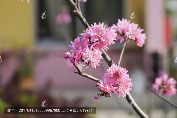 菊花桃
