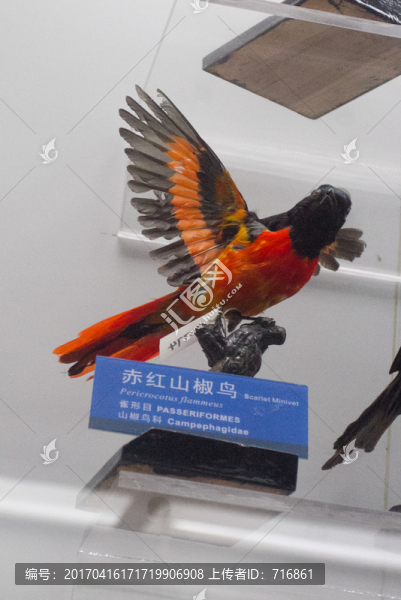赤紅山椒鳥