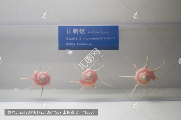 長(zhǎng)刺螺