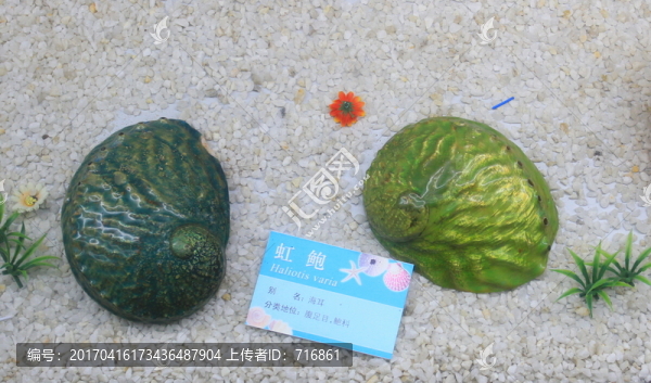 虹鮑