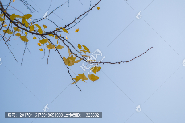 銀杏葉