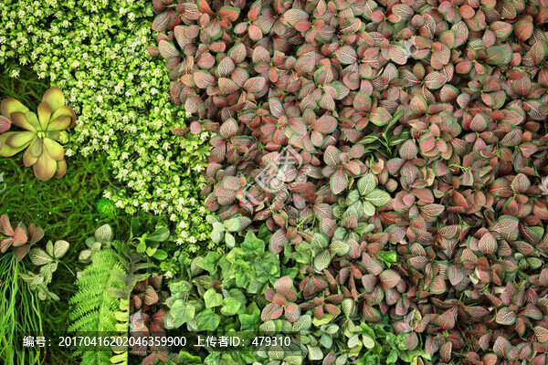綠色植物墻