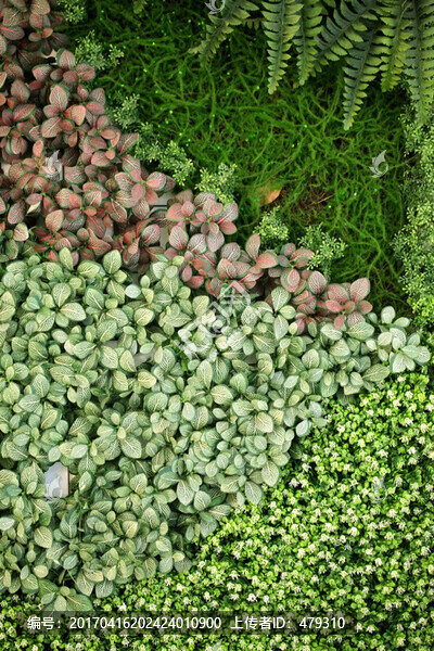 綠色植物墻,植物墻,花卉墻