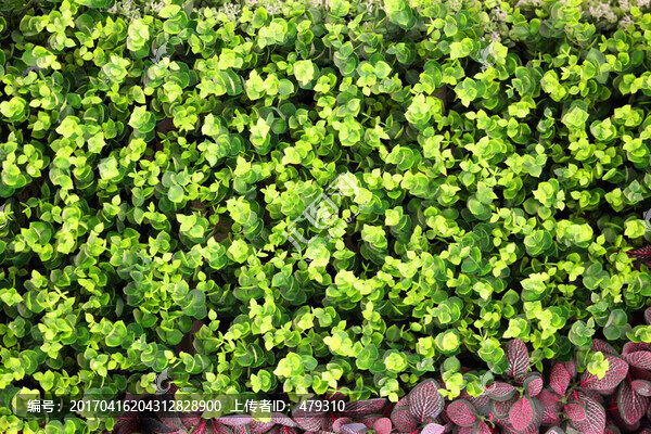 綠色植物墻,植物墻,花卉墻,綠