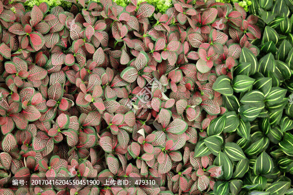 綠色植物墻