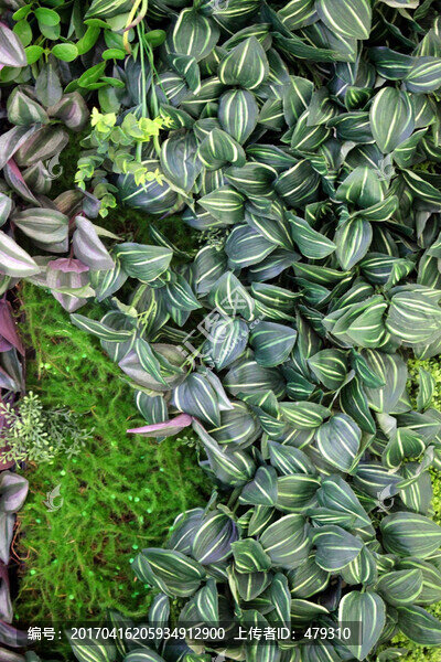綠色植物墻,植物墻