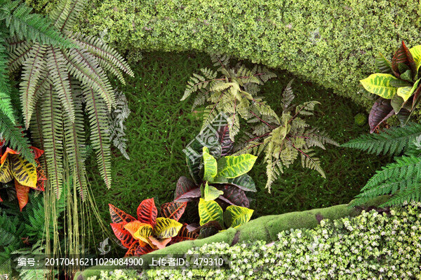 綠色植物墻,植物墻,花卉墻