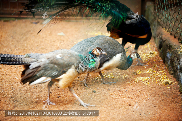 孔雀,動(dòng)物,鳥