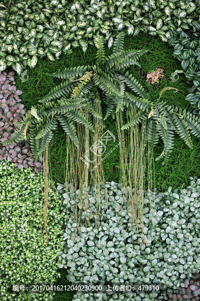 綠色植物墻
