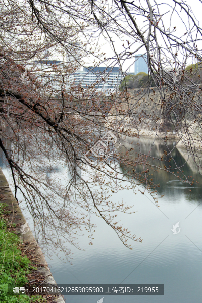 日本大阪城公園