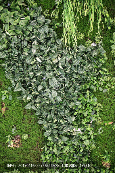 綠色植物墻