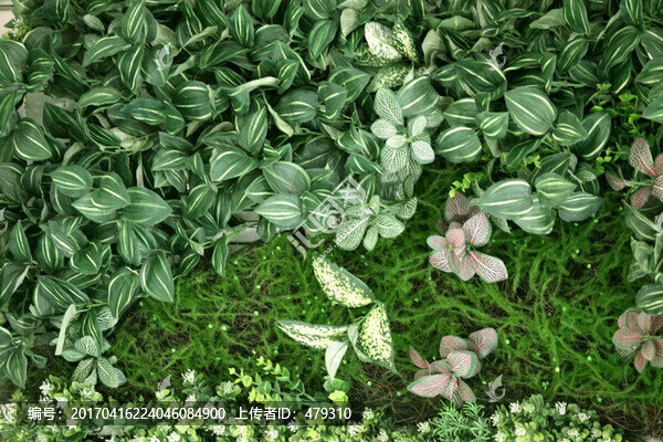 綠色植物墻,植物墻