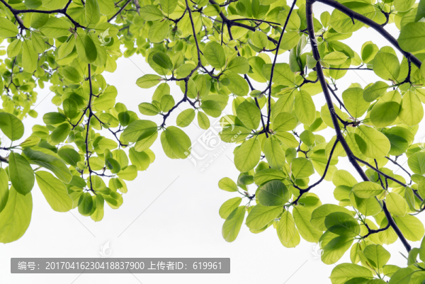 玉蘭綠葉綠色背景