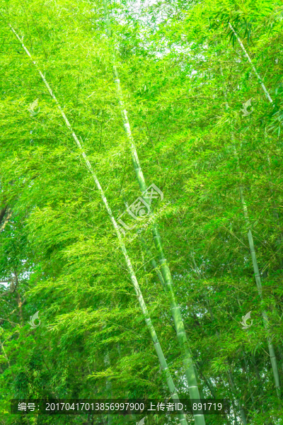 竹子,竹林,竹枝
