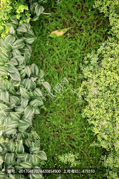 綠色植物墻,植物墻,花卉墻