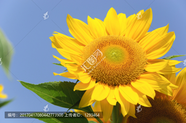 向日葵