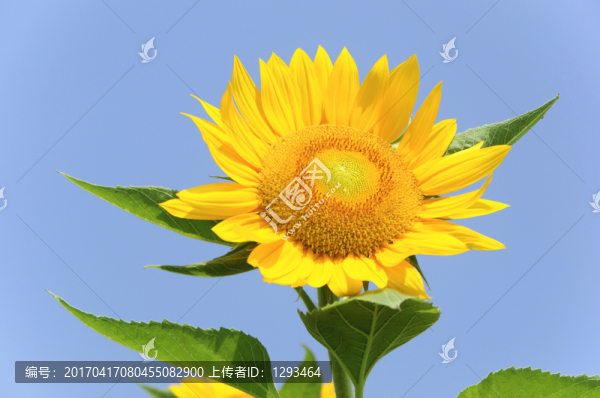 向日葵