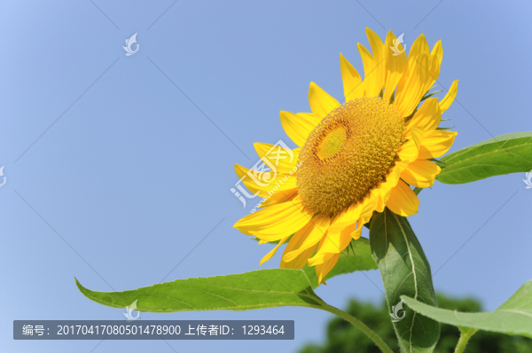 向日葵