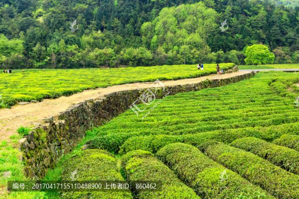 茶場風景,嫩茶,春茶