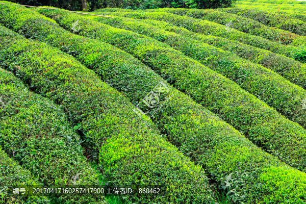 茶山茶園,茶葉,綠色,春茶,茶