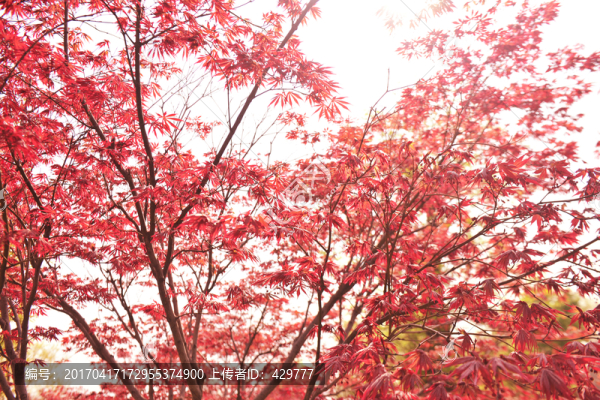 紅葉林,,樹林