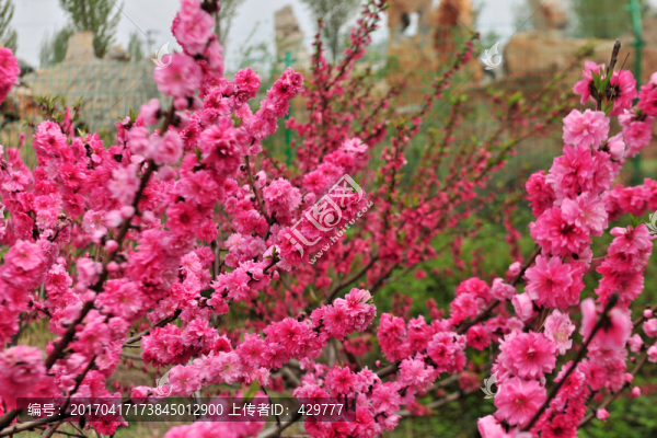 桃花源,,紅桃花