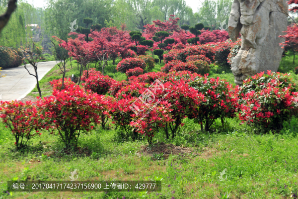 紅葉石楠,,園林綠化