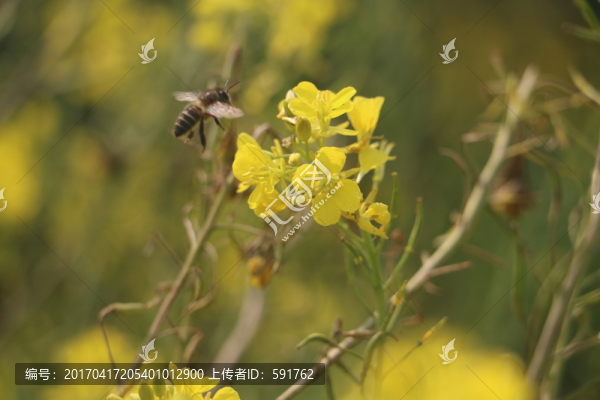 油菜花