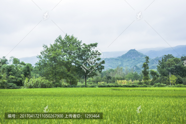 美麗田園