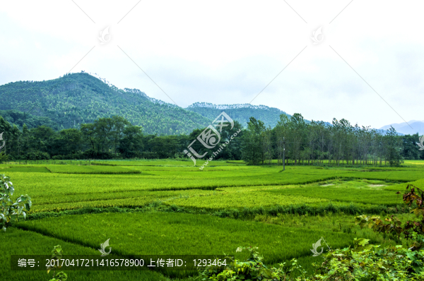 田園秋色