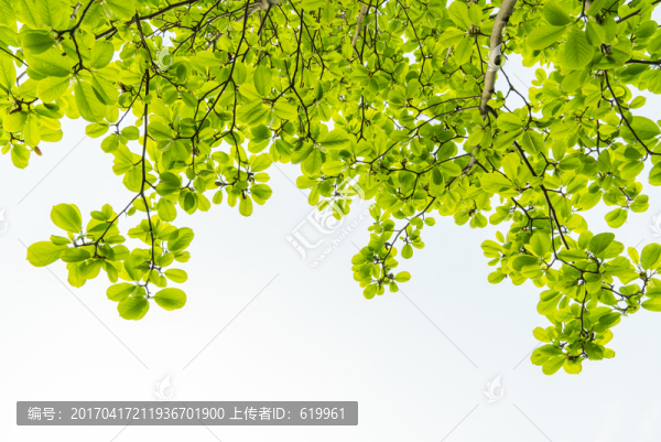 玉蘭綠葉綠色背景素材