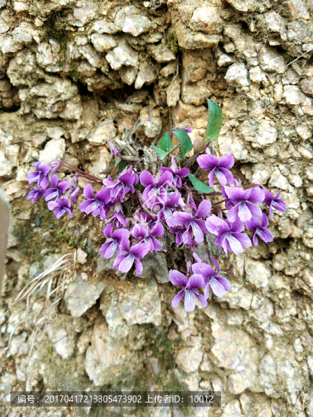 紫花地丁