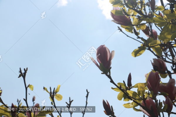 玉蘭花
