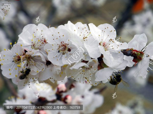 花開(kāi)引蜜