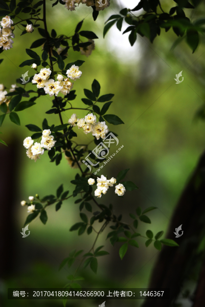 白薔薇