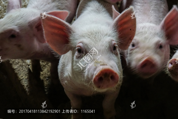 一群小豬